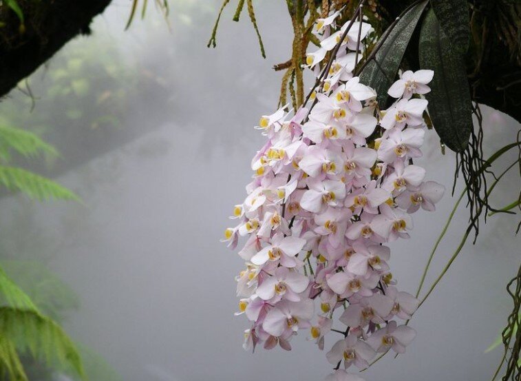 Фаленопсисы в дикой природе цветут очень пышно