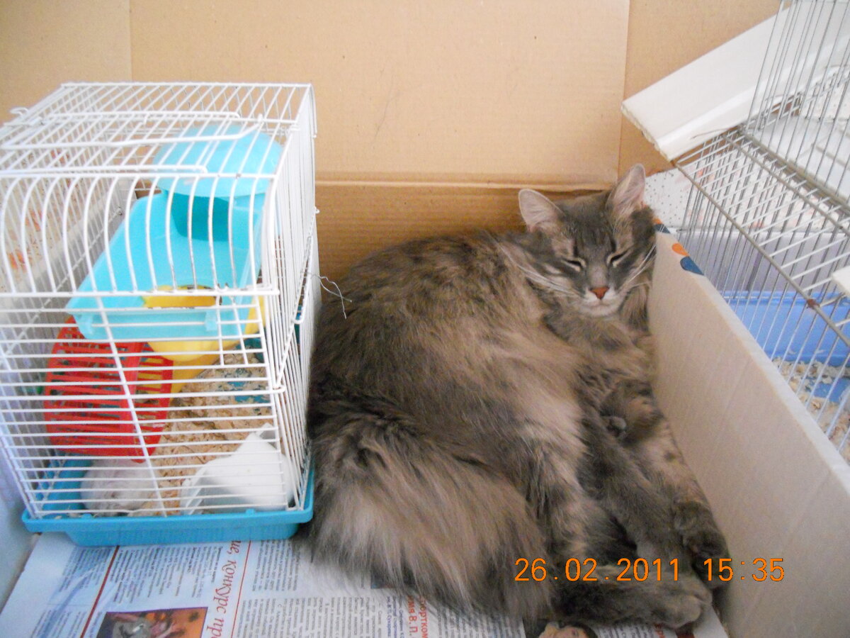 Как сладко спится между двух клеток с хомяками.