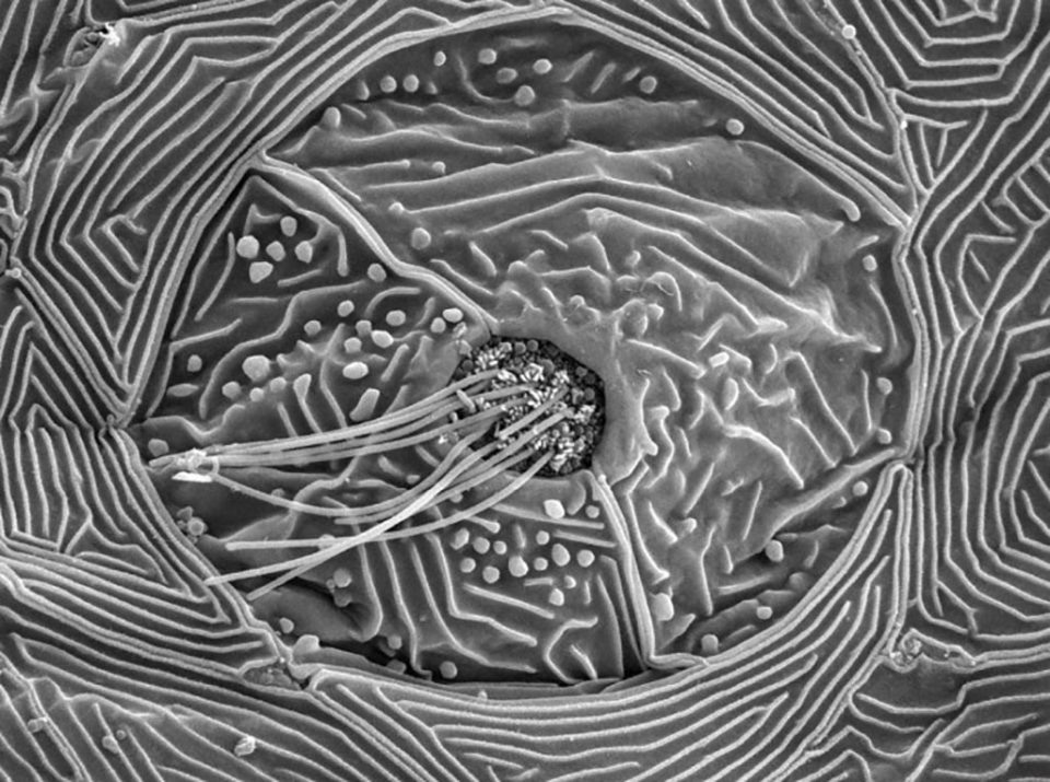 Перед вами — изображение, полученное на сканирующем электронном микроскопе. На нём вы можете увидеть осязательный орган, аналогов которого у человека нет. Это — так называемый орган боковой линии. На многих рыбах мы можем глазами увидеть линию по бокам тела. Она воспринимает колебания воды и используется рыбами для охоты и ориентации в пространстве. Впрочем, у нас есть эволюционно общий орган с боковой линией — внутреннее ухо. Волосковые клетки, рецепторы боковой линии, удивительно похожи на волосковые клетки внутреннего уха. Изображение и показывает пучок волосковых клеток боковой линии 17-дневнего эмбриона данио рерио.