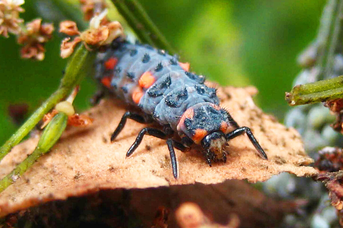 Прожорливая личинка плотоядной кокцинеллиды