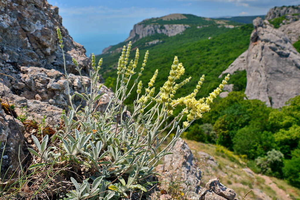 Горные травы крыма фото с названиями