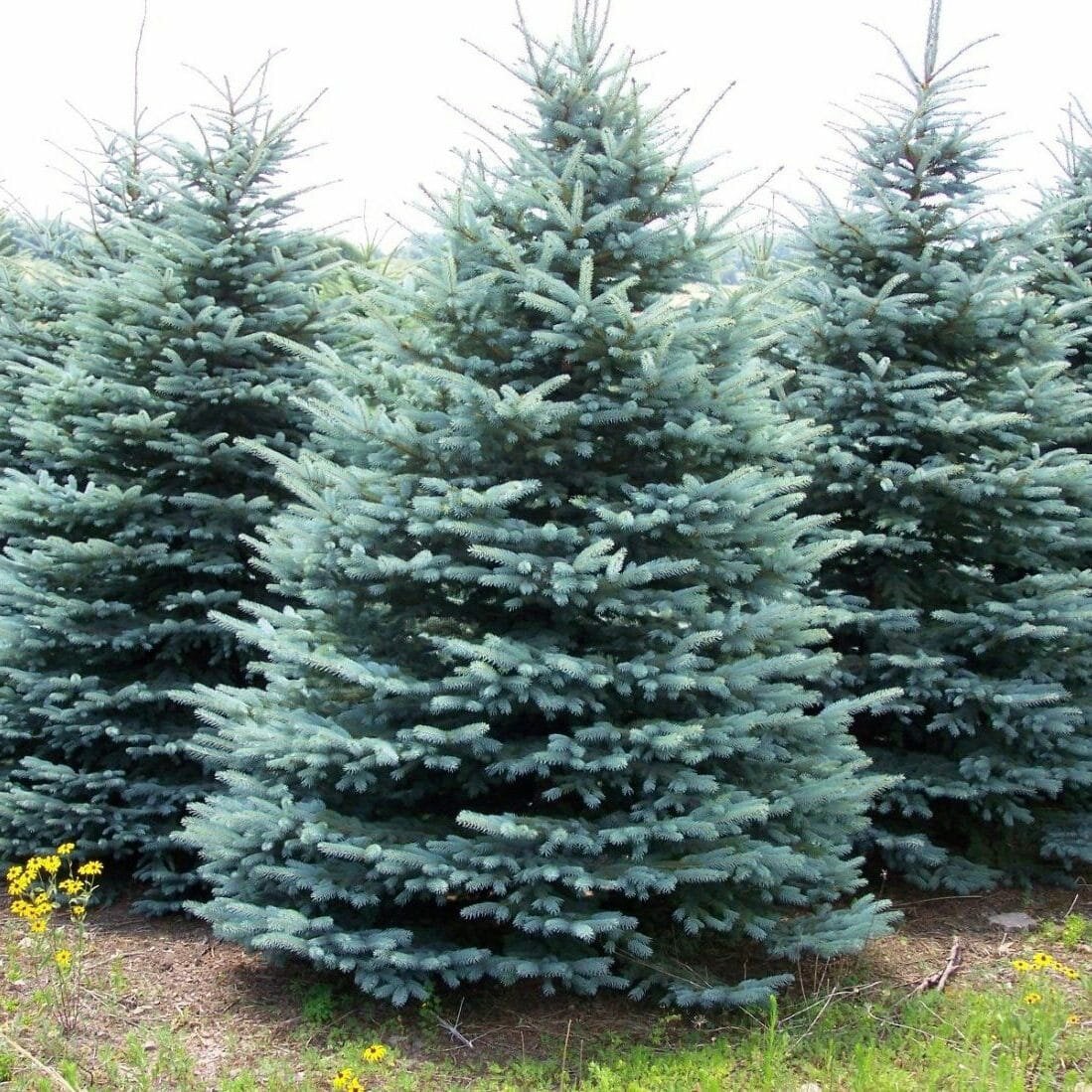 А вы знали что голубая ель была завезена в нашу страну и северной Америки?