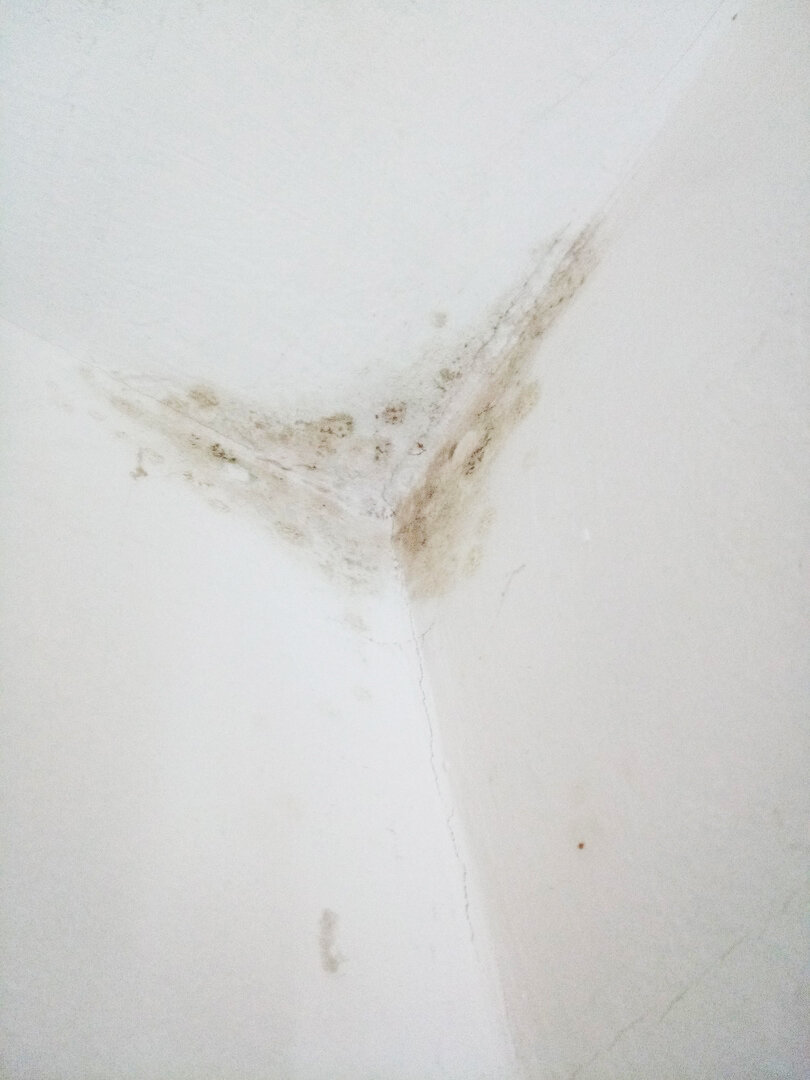 Плесень в углу за шкафом.