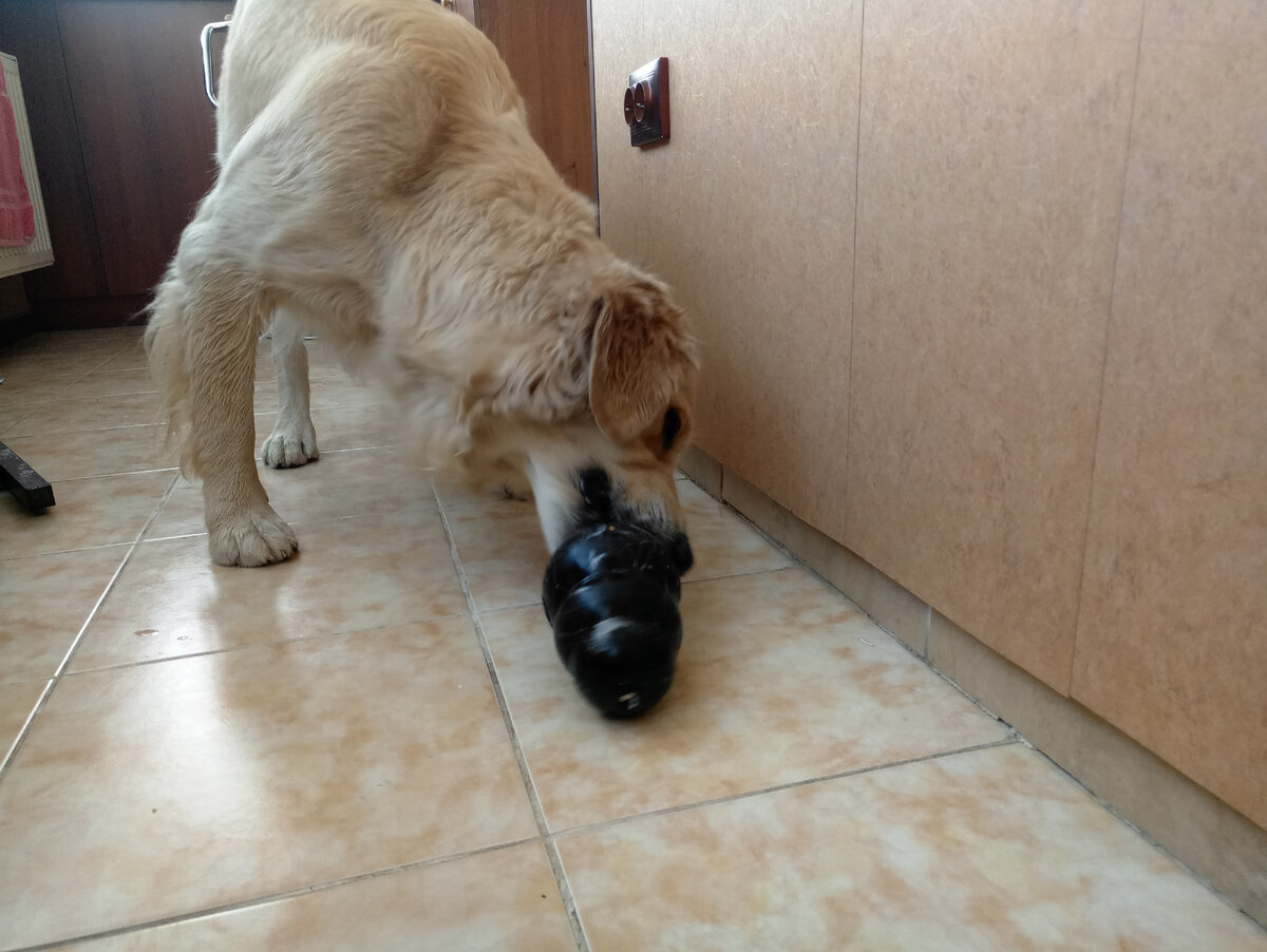 Куба борется с конгом