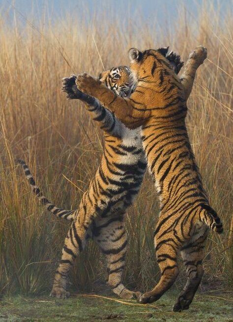 Tiger Tango Photo by Souvik Kundu