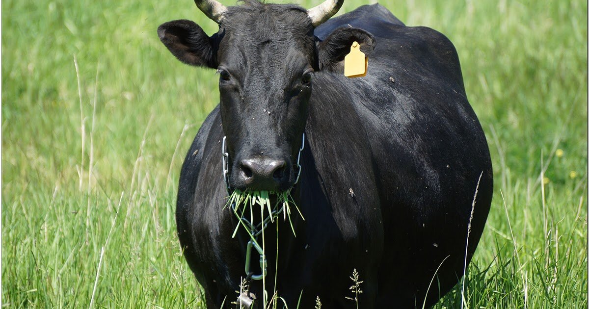 Очень похожа на соседкину Майю.