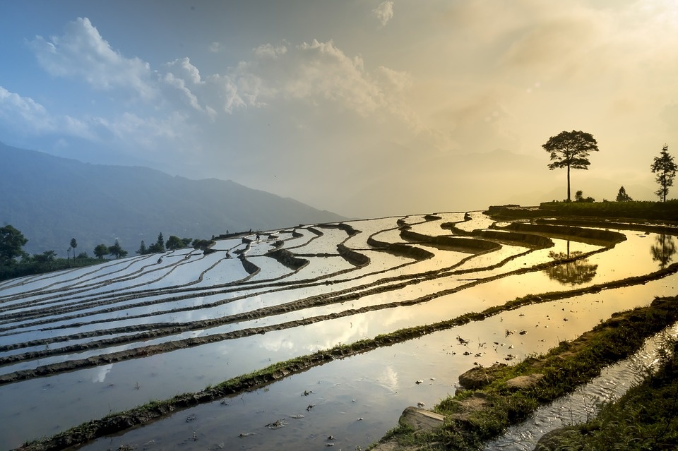 https://cdn.pixabay.com/photo/2018/06/22/06/11/rice-field-3490060_960_720.jpg