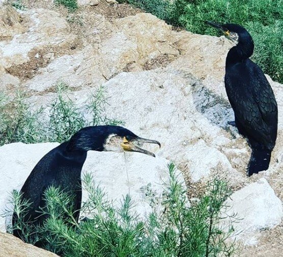 Бакланы на берегу, фото из интернета