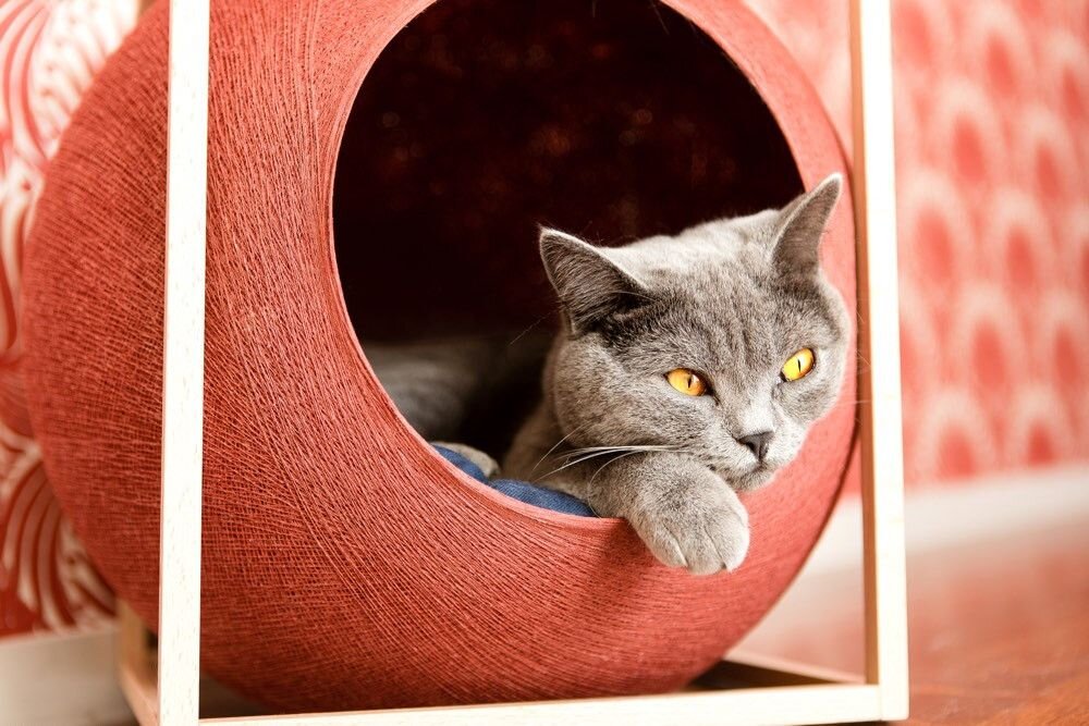 Фото yandex.ru