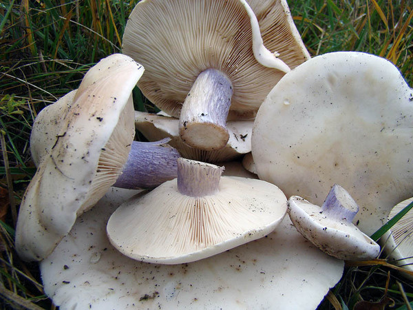 Синеножки. Фото с сайта https://gribnik-club.ru/