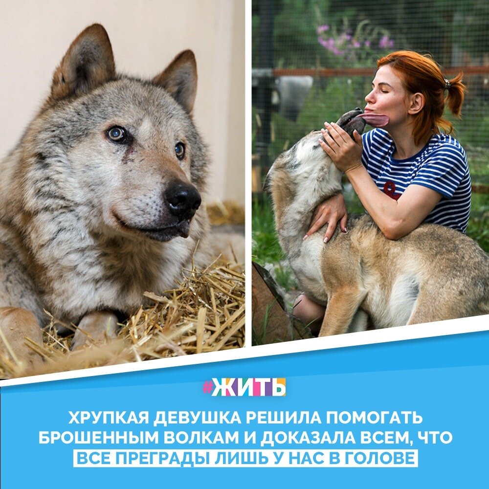Анастасия Гайдук работала топ-стилистом в престижных салонах красоты. И вот однажды ее жизнь резко изменилась, когда она решила открыть свой приют для волков🐺👍

Началось все со встречи с настоящим волком по кличке Зорро, обитавшем в одном из приютов. Анастасия, познакомившись со своими будущими коллегами, создали свой приют и взяли на попечение ещё нескольких животных💪

Сама девушка не считает себя "заклинателем волков", как многие из тех, кто работает с этими хищниками, любят говорить о себе. Она признается: "Я могу сказать честно: ни дрессировать, ни воспитывать не умею. Собрав волю в кулак, могу лишь изредка договориться. Но ведь воспитание - это и есть договор и компромисс. Волк шикарен и без человека, ему не надо доказывать свою крутость"😌

Казалось бы, такая хрупкая девушка, но на самом деле с огромной силой воли, что даже дикие животные признали ее☝️😍

#жить #проектжить #животные #добро