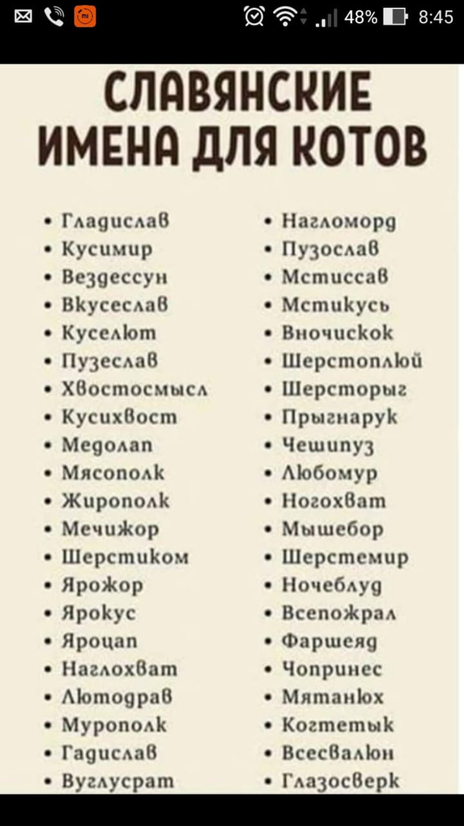 Славянские имена котов - шуточная подборка... 🐈 (+ наши общие идеи имён)  | КОТО🐈БЛОГ | Дзен