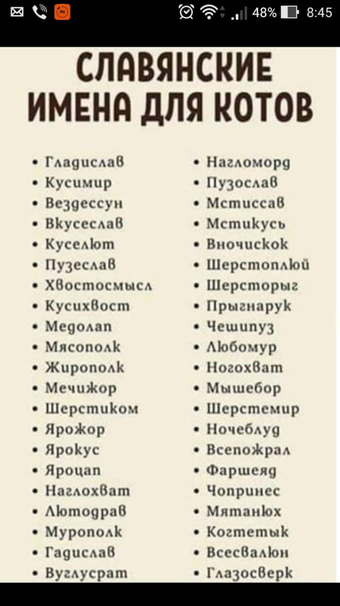 Имена для котов и клички для кошек со смыслом: подборка красивых и популярных вариантов