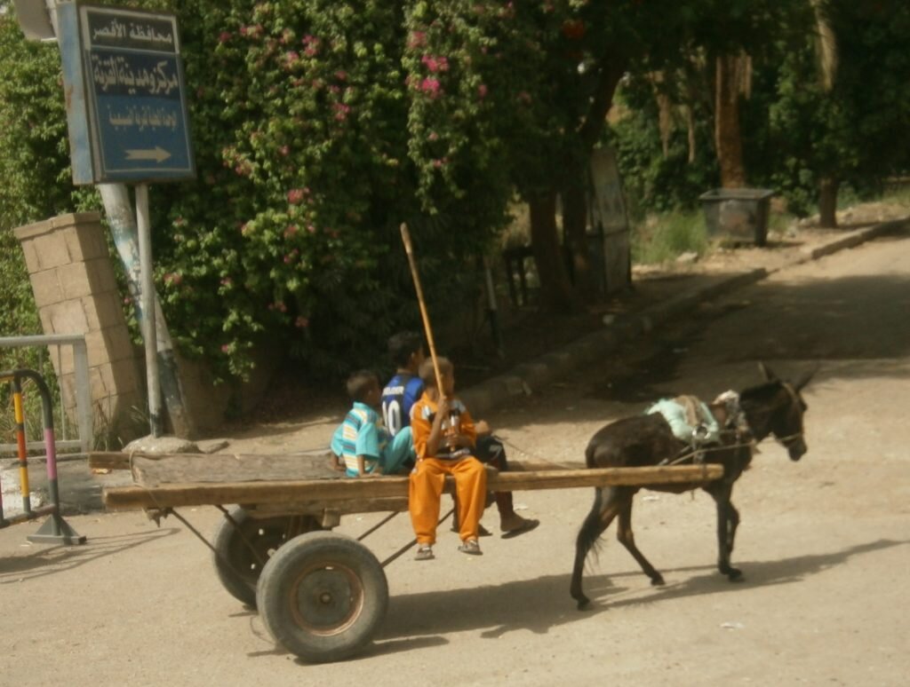 Ослик, фото с сайта http://ovedma.ru/