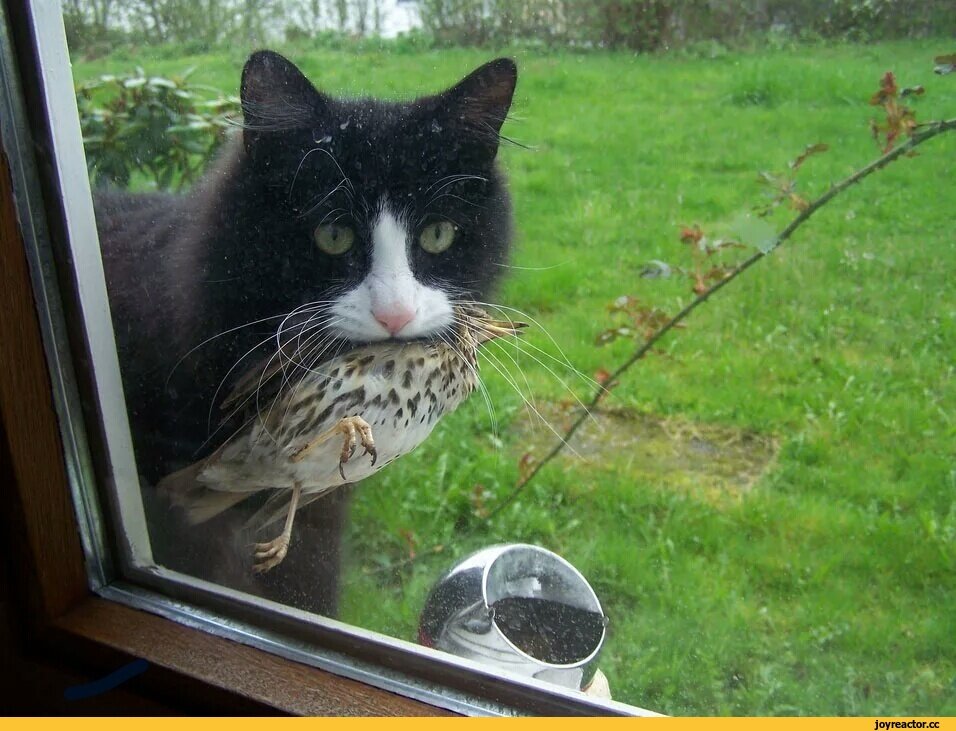 Яндекс картинки