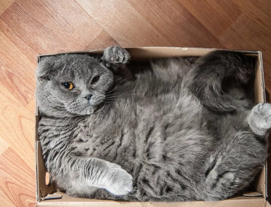 Кошка лежит в коробке