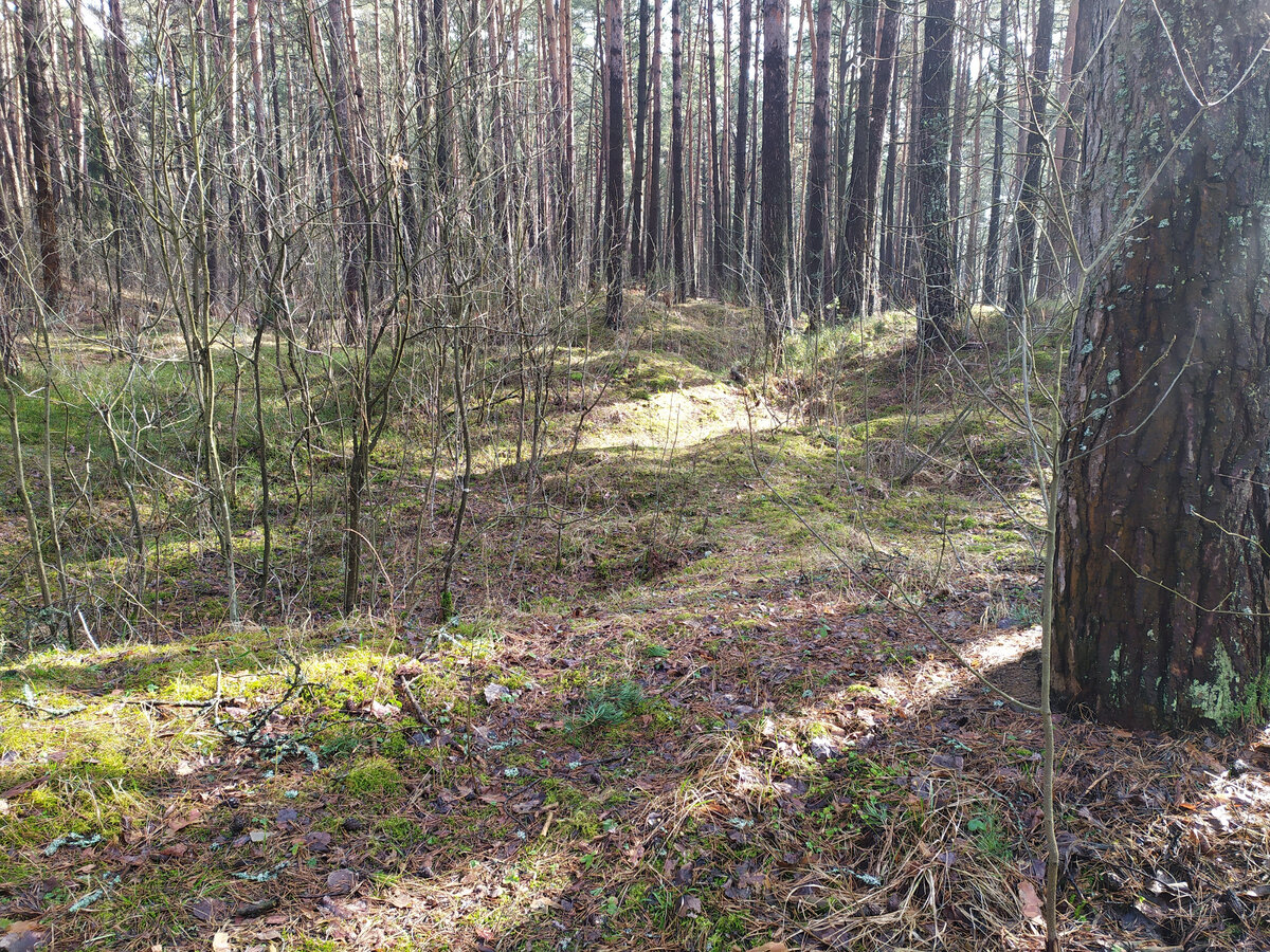 Лесная курганная группа