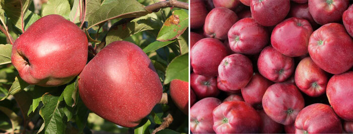 Источник: zen.yandex.com