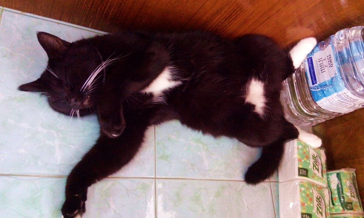 Это, когда котёночек подрос чуть-чуть ))