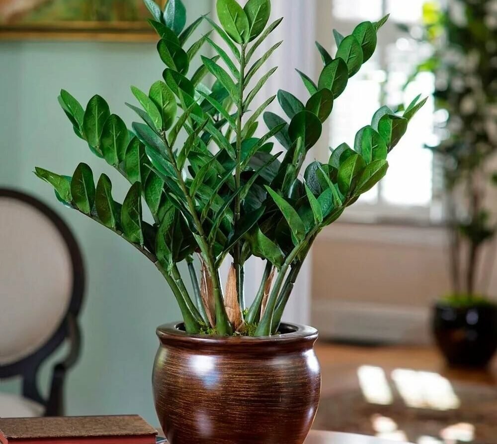 Замиокулькас