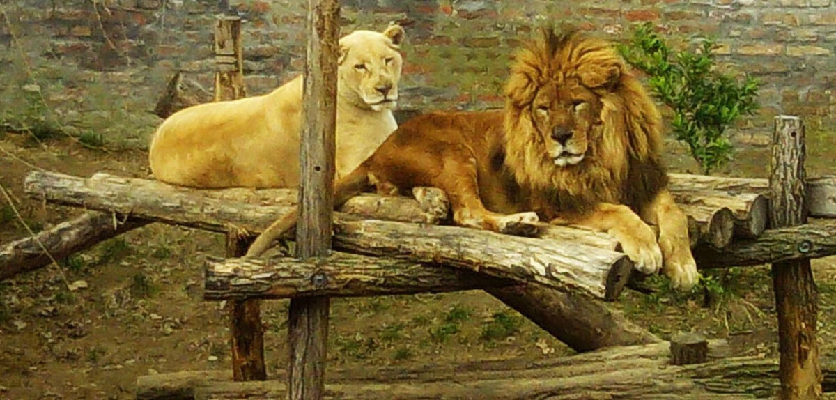 Белградский зоопарк расположен в центре города на территории Белградской крепости, в ее части, называемой Малый Калемегдан.
