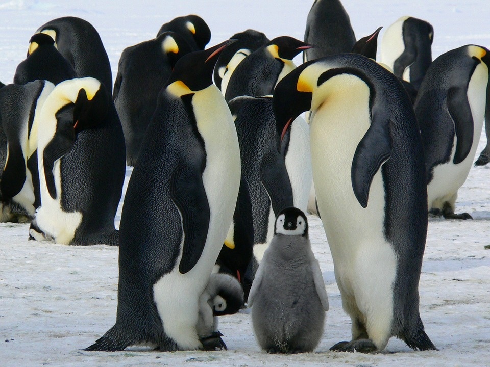 https://cdn.pixabay.com/photo/2014/08/27/12/58/penguins-429128_960_720.jpg