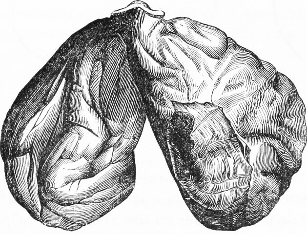 Грушевидные мешочки - железы в которых производится кастореум.