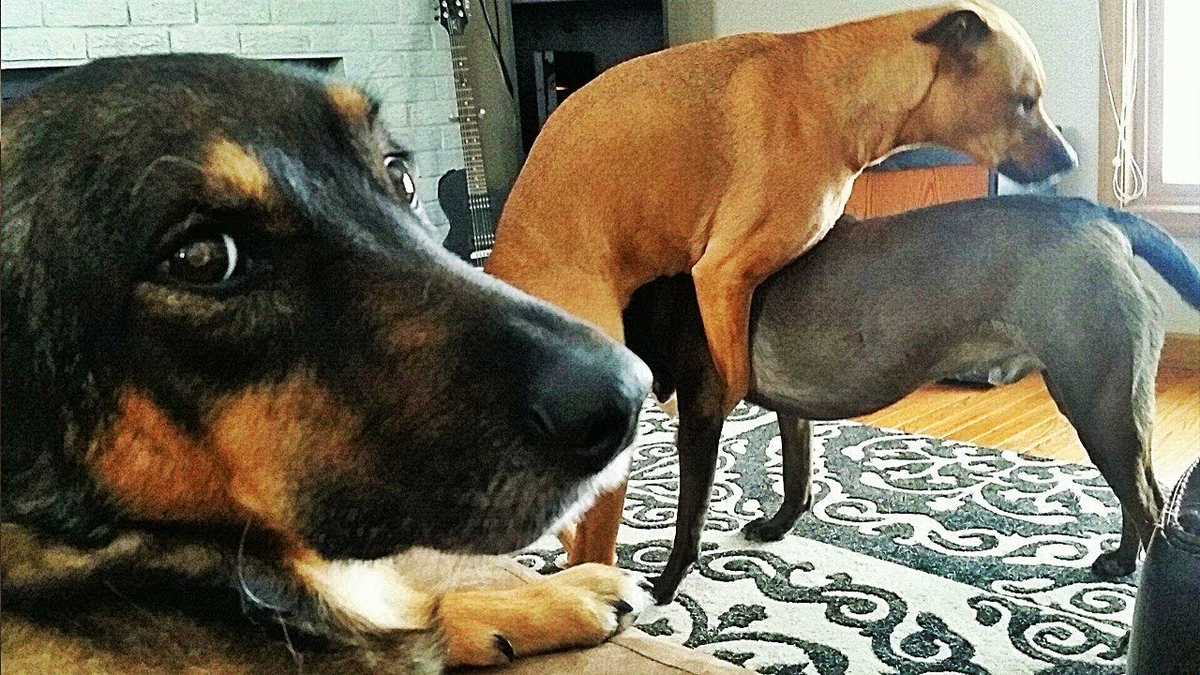 1. Обучите свою собаку командам