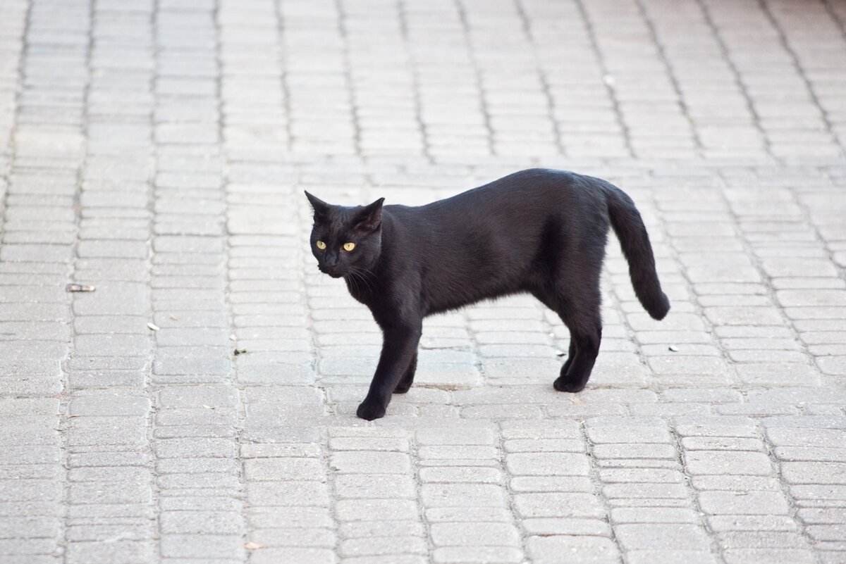 Черный волос примета. Чёрная кошка перебежала дорогу. Примета черная кошка перебежала дорогу. Чёрный кот. Сёрная кошка на дороге.