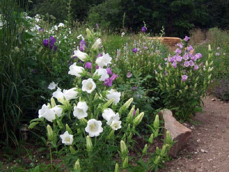 Колокольчик средний – Campanula Medium