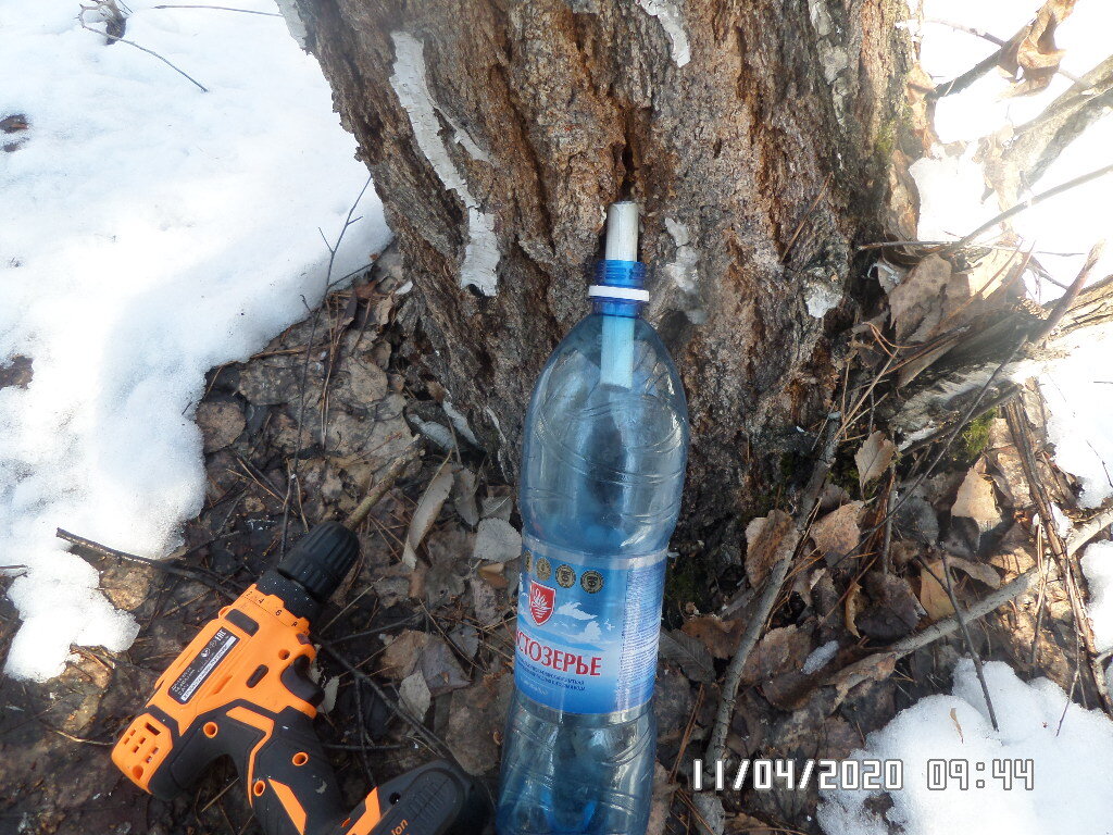 начало сбора березового  сока