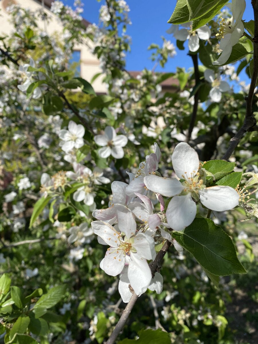 Фотография сделана 3 мая. Сейчас цветет яблоня.