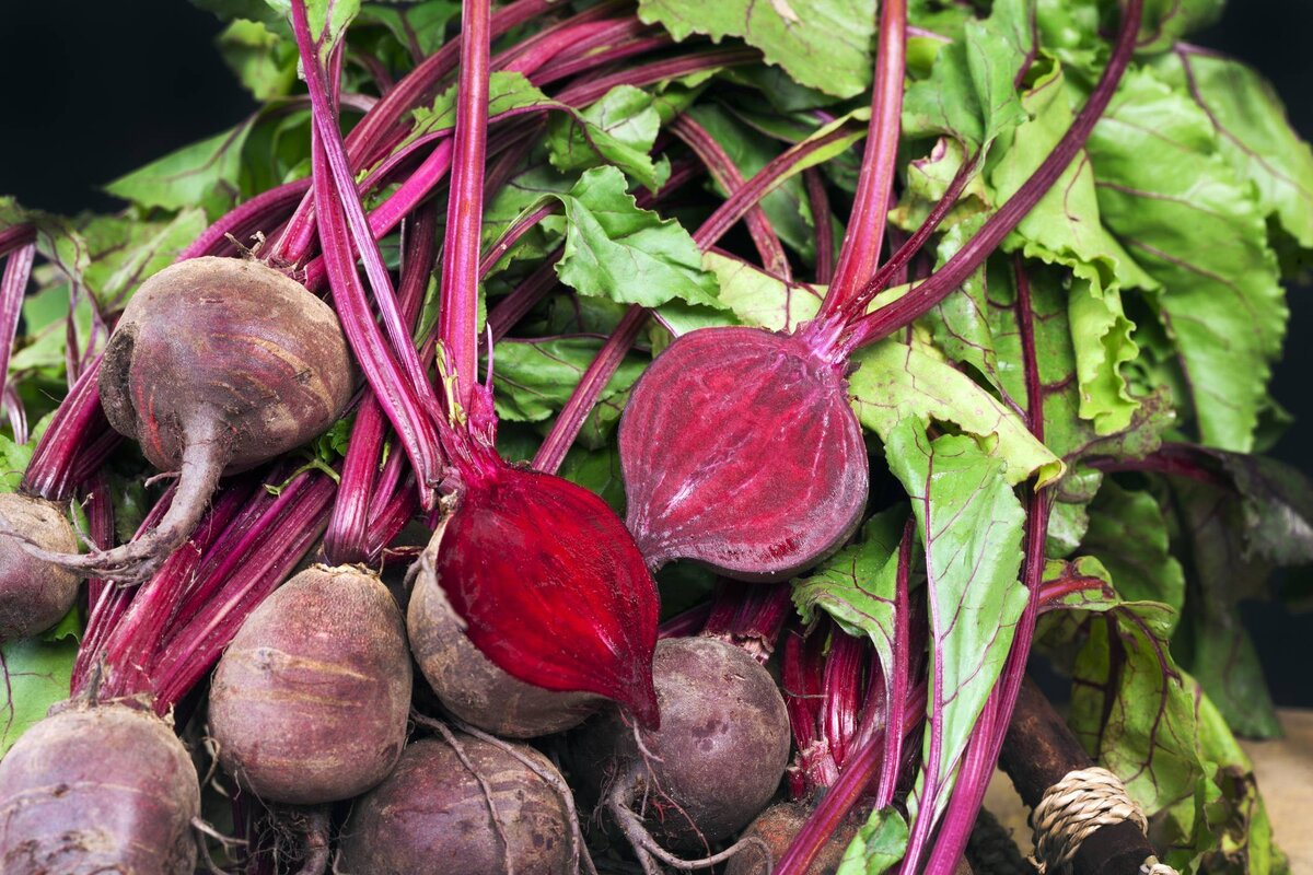 Свекла столовая (Beta vulgaris)