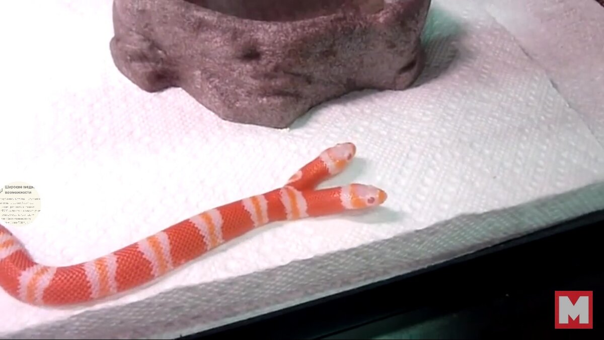 змея  с двумя головами