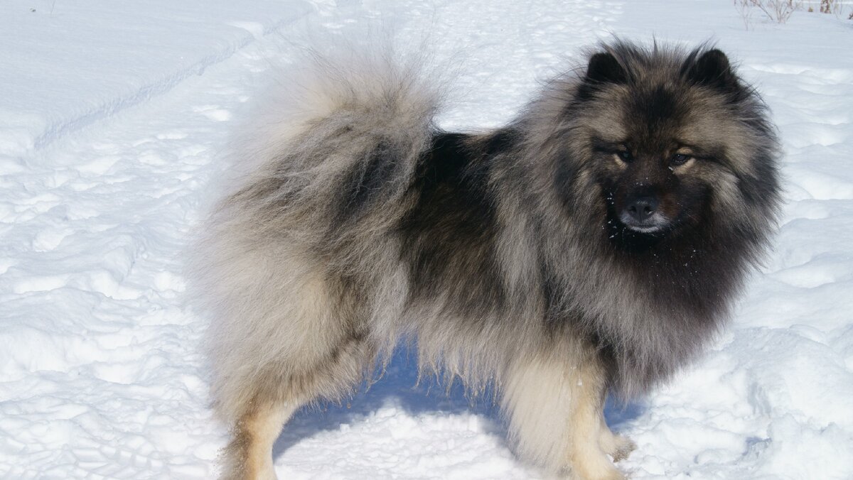 Кеесхонд Тэйми Утренняя Звезда. (личное фото)