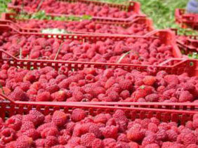 Так вот выглядит моя малинка