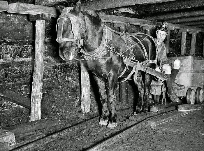 Лошади в шахте