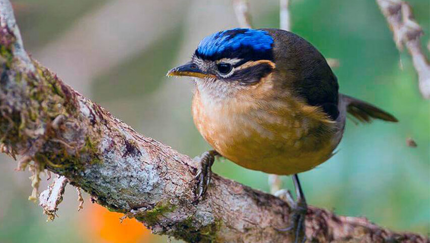 Синеголовая ифрита.