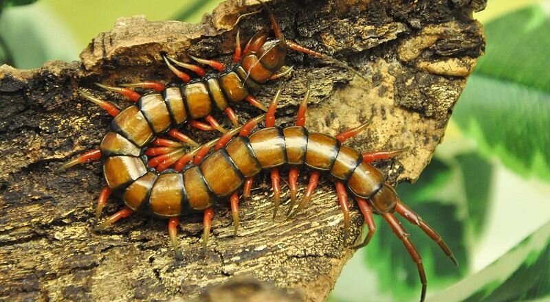 Сколопендра