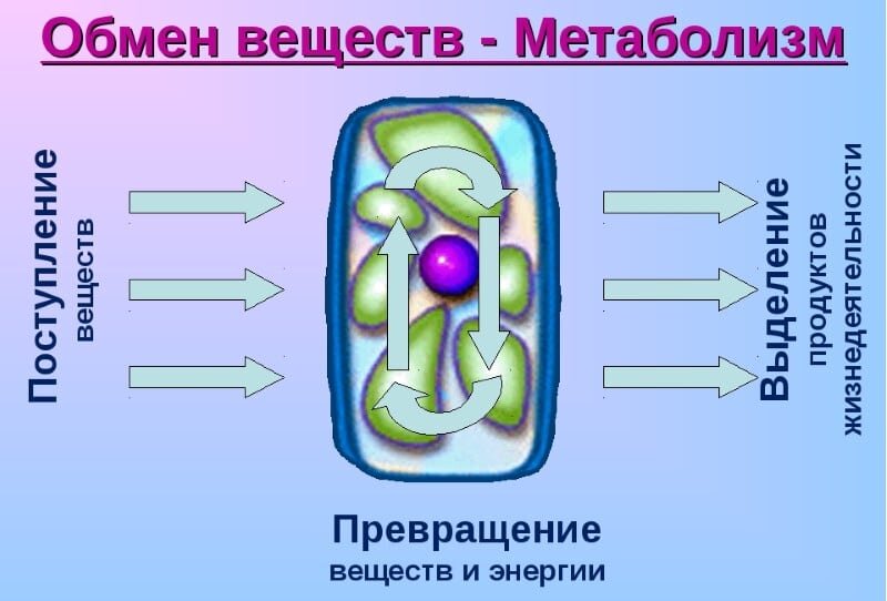 5 лайфхаков для улучшения метаболизма