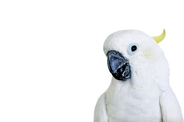 https://ru.freepik.com/premium-photo/portrait-of-a-white-cockatoo-parrot_8235208.htm