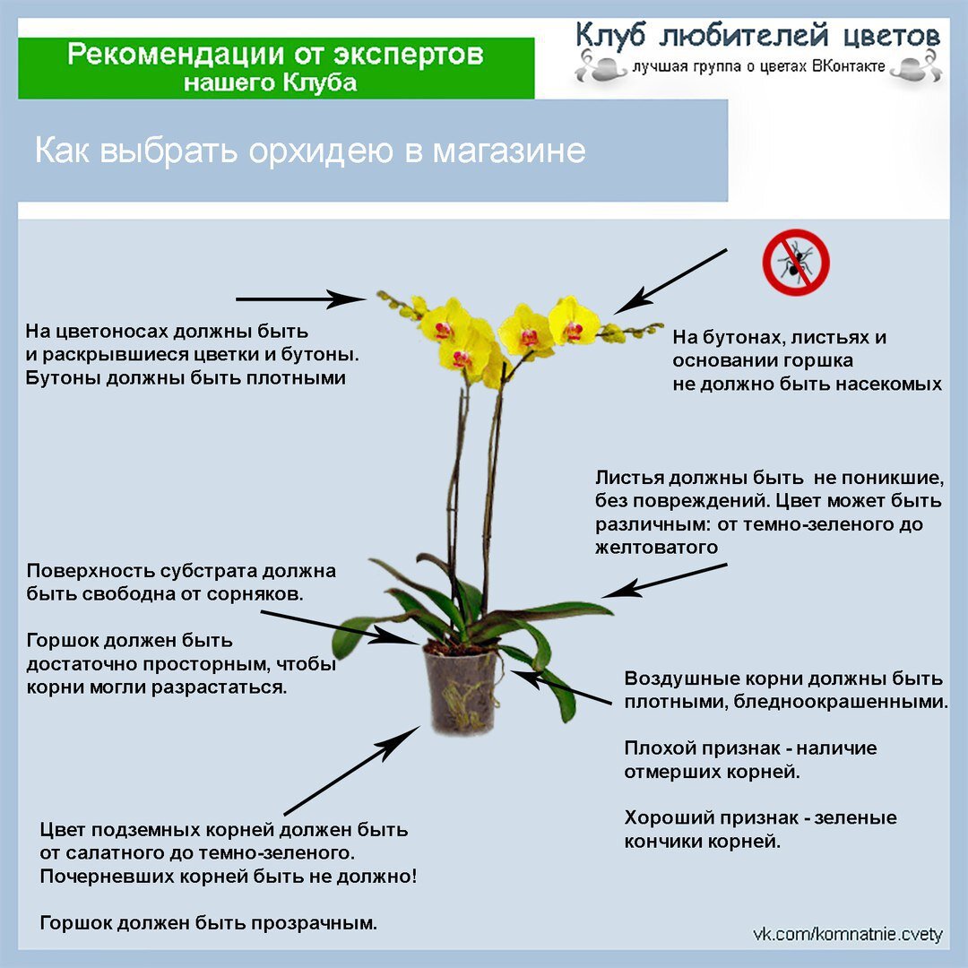 Как выбрать фаленопсис в магазине