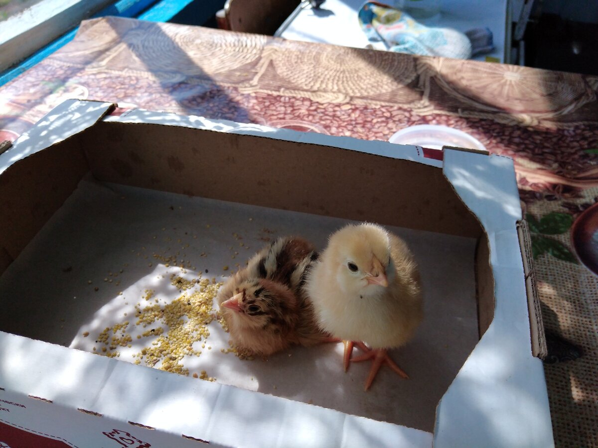 Фото автора.