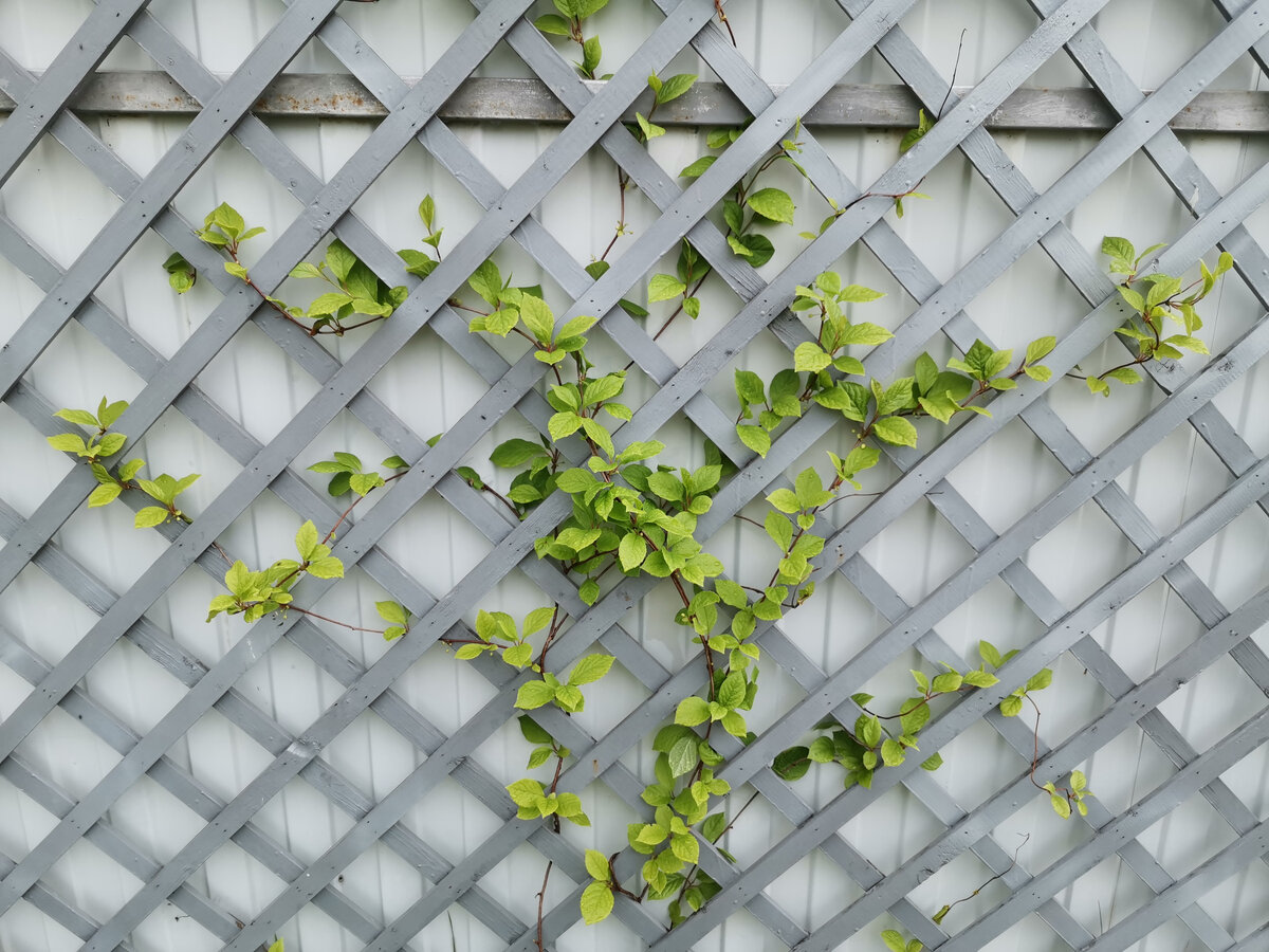 Шпалера - пергола - арка для лимонника. Идеи для дачи \ Trellis - pergola - arch . ( DIY )