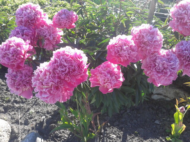 Наши пиончики.