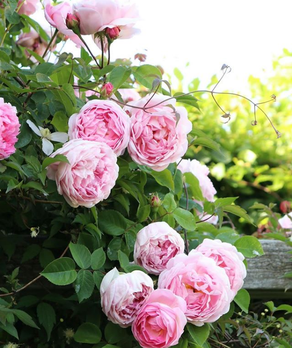 https://www.instagram.com/mycountrycottage/