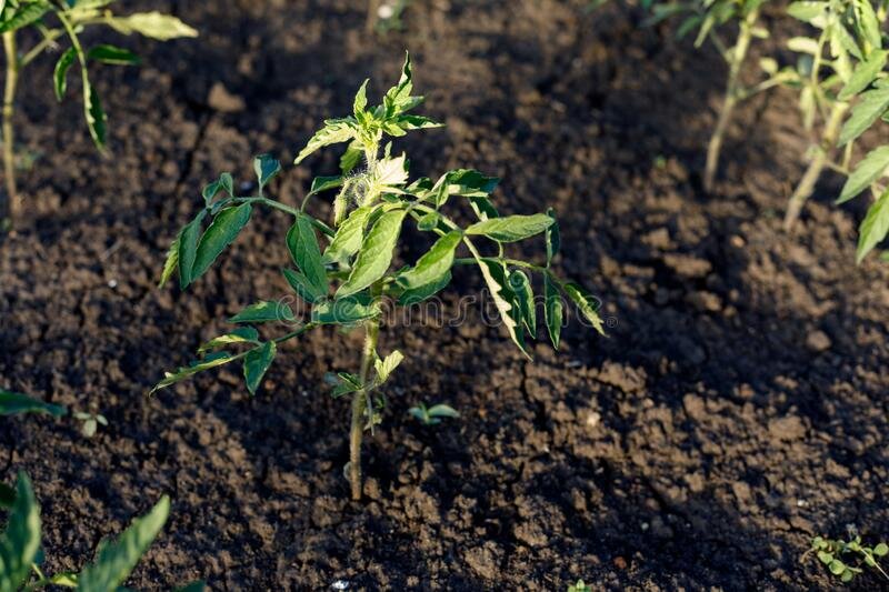 Растут мои хорошие