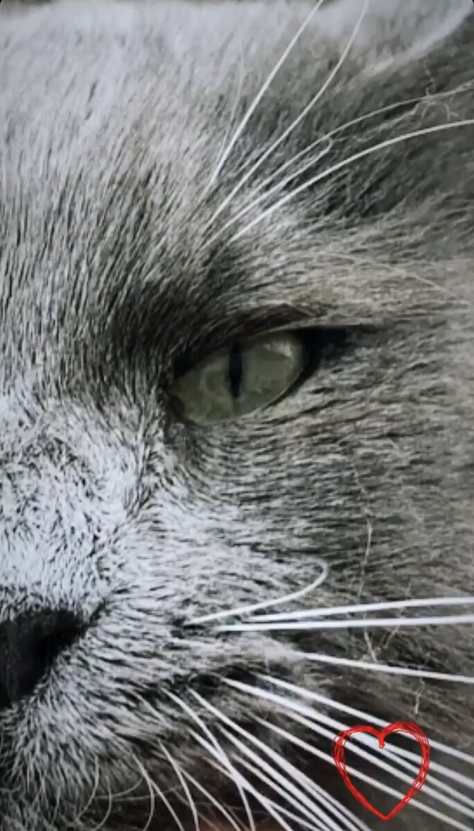 Мой кот из приюта, который только начинает привыкать к регулярному уходу за своей проблемной шерстью.