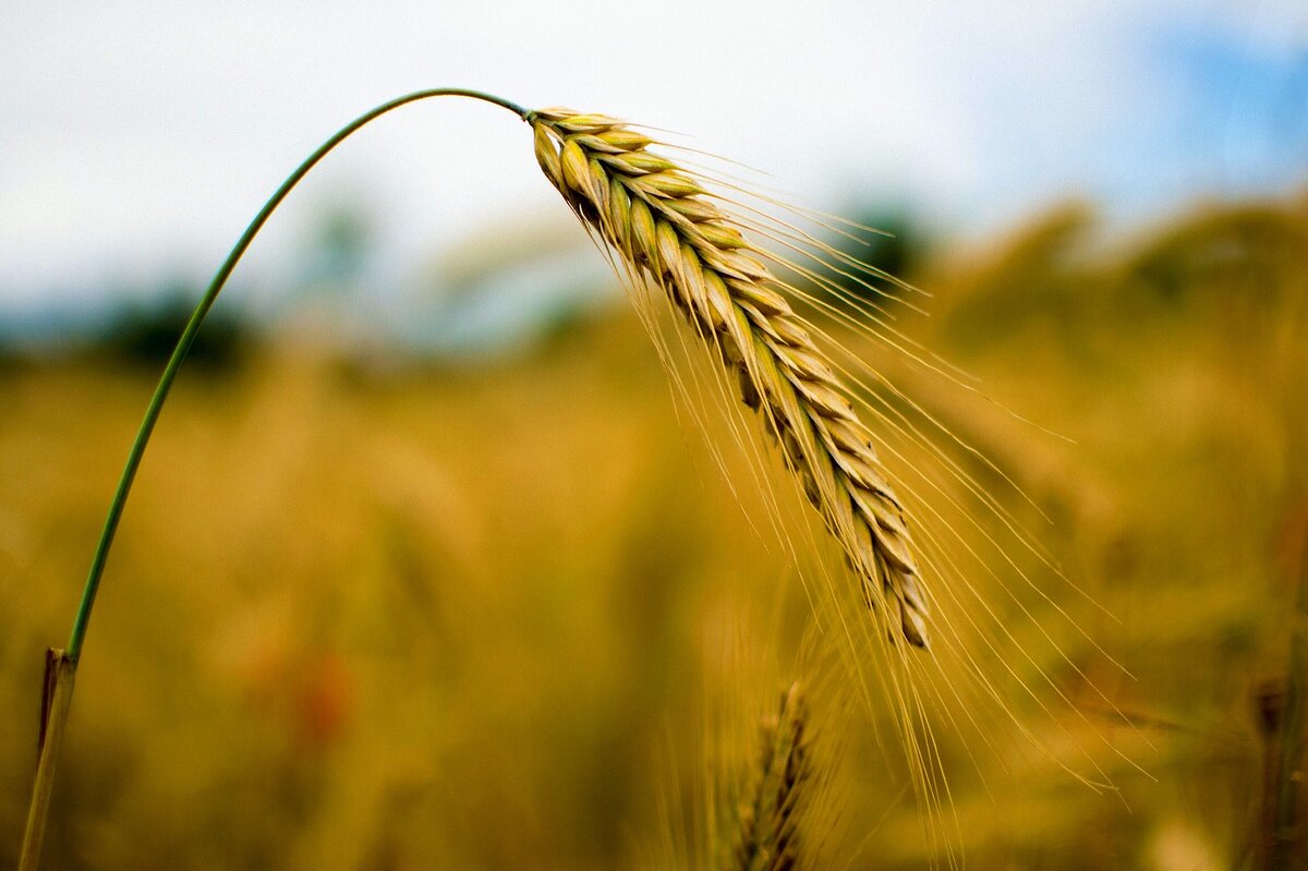 Автор иллюстрации: 2966152  с сайта Pixabay