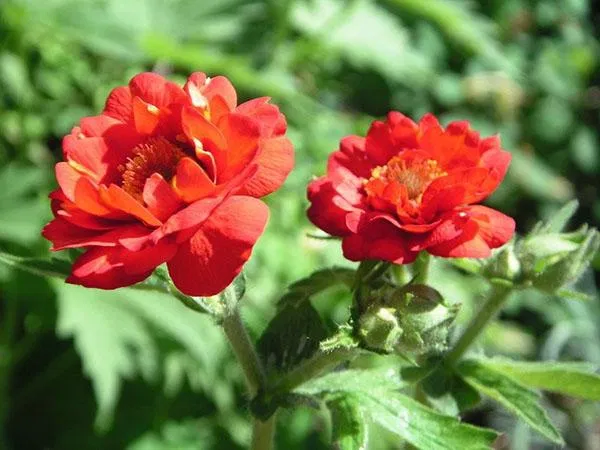 Гравилат Ред Дракон